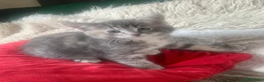 Mixed Breed Kitten 5