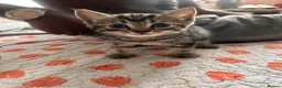 Mixed Breed cats for sale: Kittens  - Advert 22