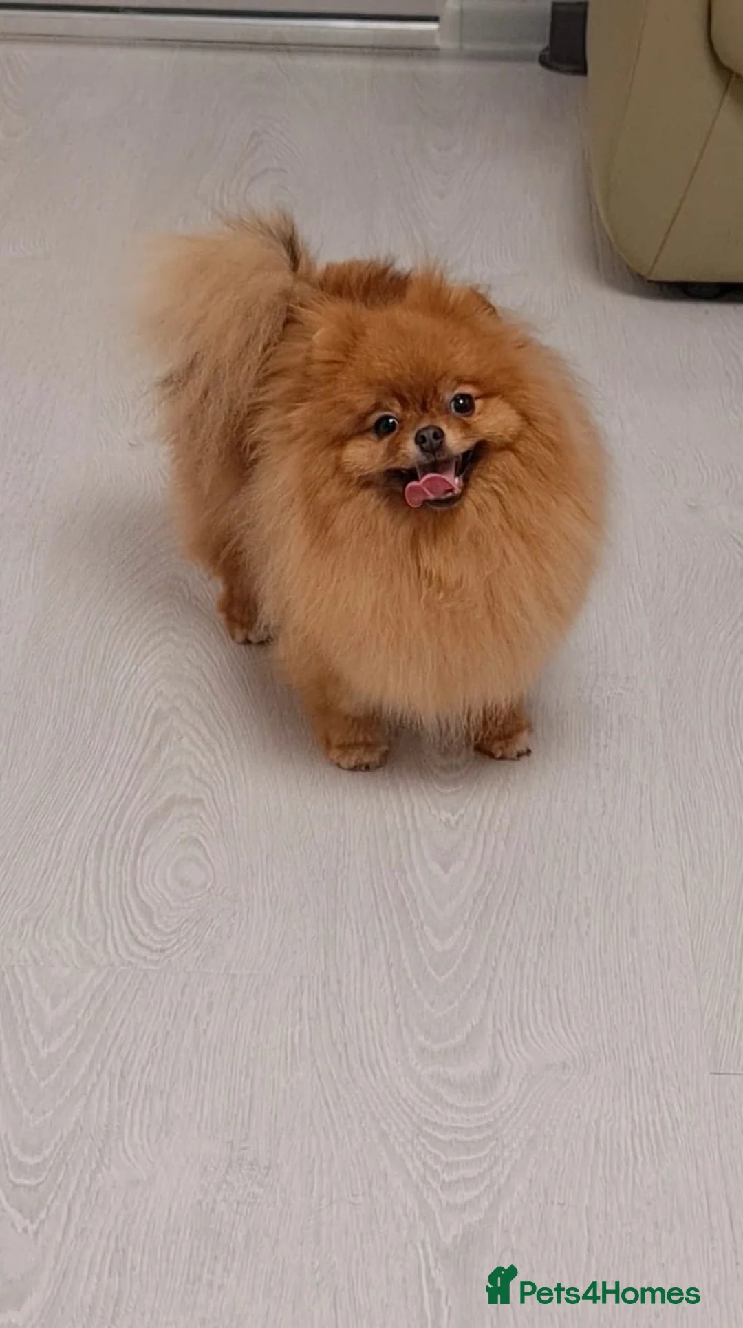 Pomeranian dogs for sale: Teddy bear 🧸 boy looking for 🏡 - Advert 2