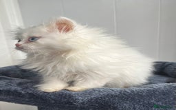 Turkish Angora cats for sale: Stunning Turkish Angora x Persian kittens  - Image 12