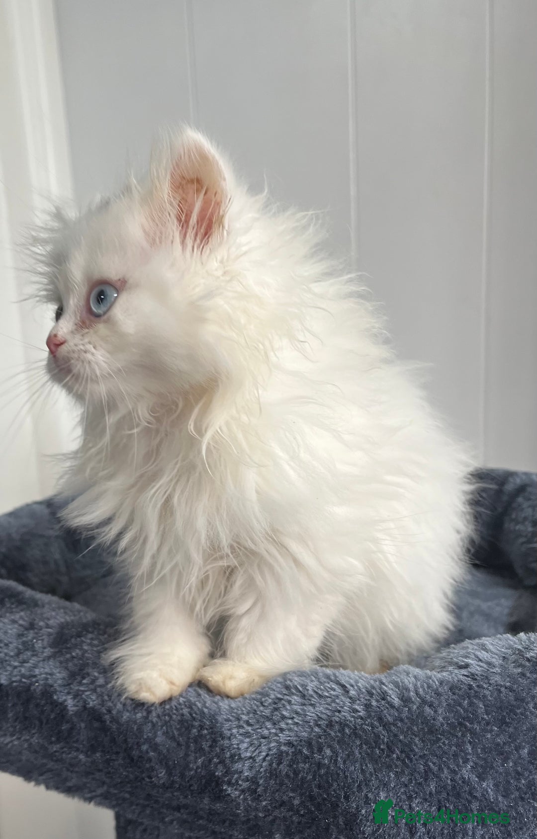 Turkish Angora cats for sale: Stunning Turkish Angora x Persian kittens  - Image 12