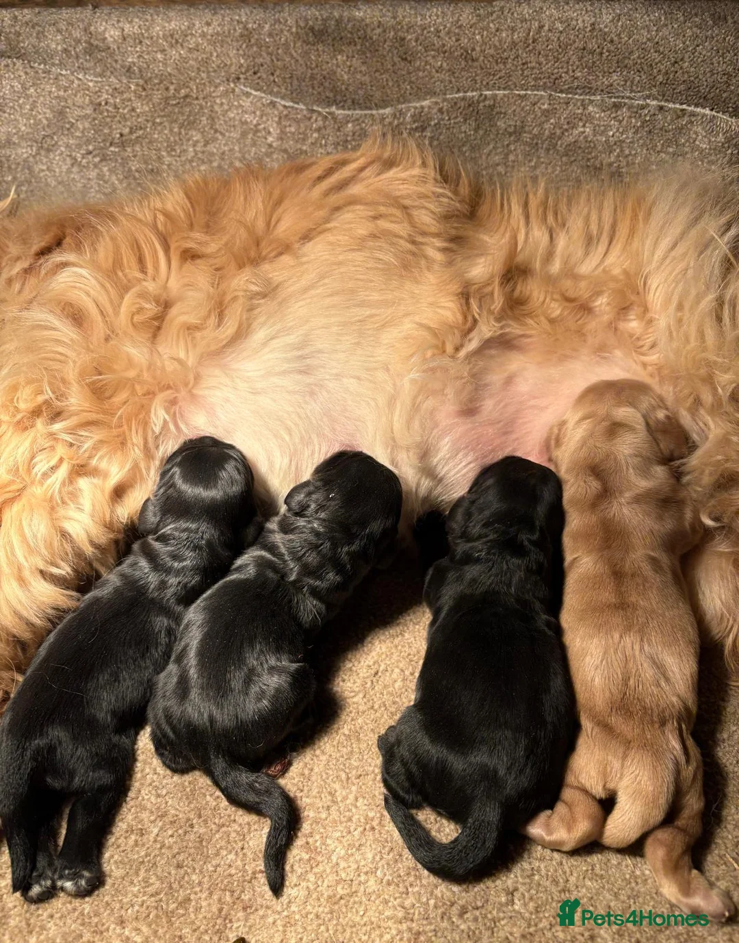 American Cocker Spaniel dogs for stud: KC PROVEN American Cocker Spaniel Stud (0.1% COI) - Advert 2