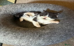 British Shorthair cats for sale: 3 Adorable Kittens Looking for Forever Home! 🐾  - Image 3