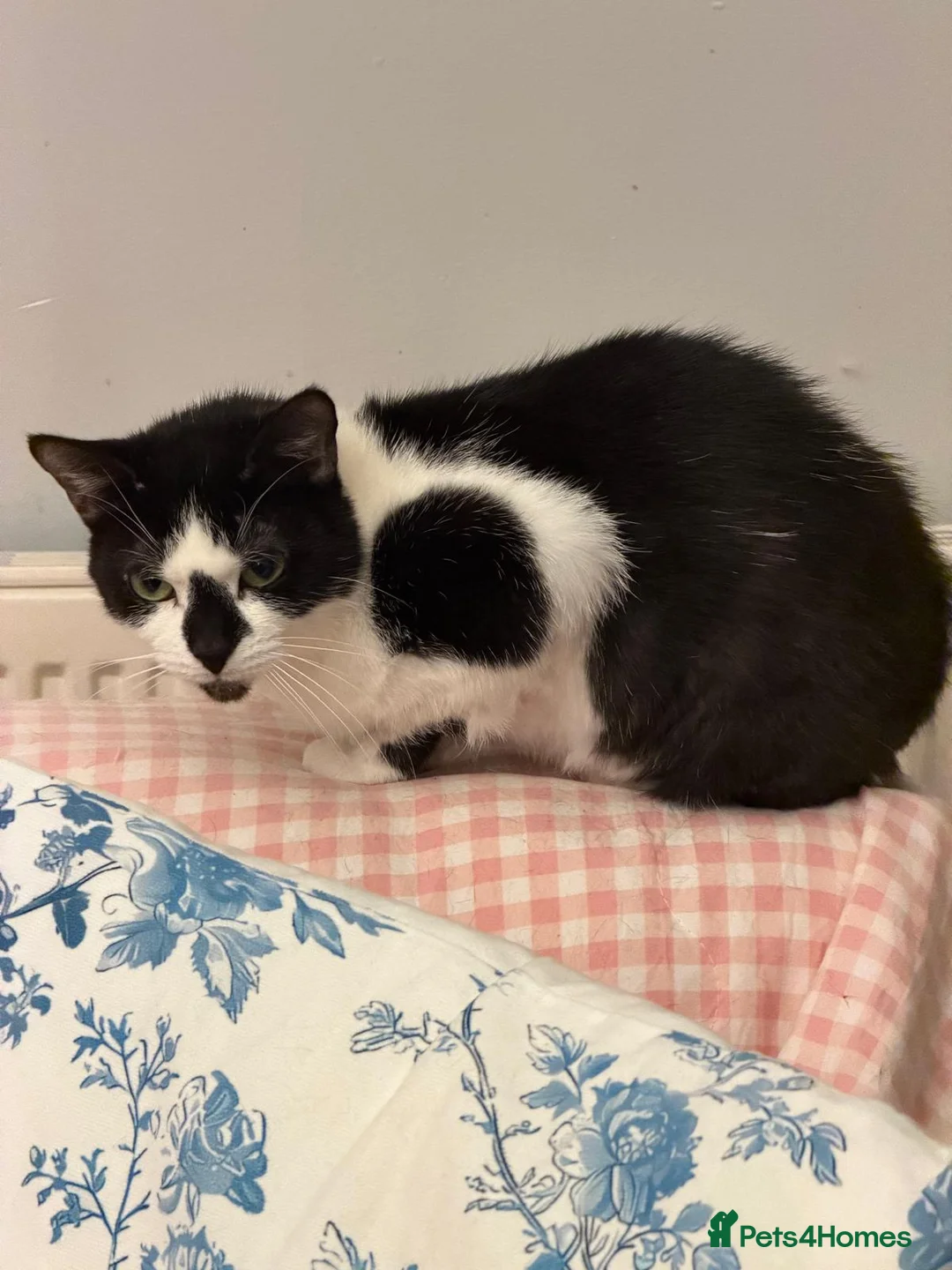 Domestic Shorthair cats for sale: 2 Indoor cats for sale - Advert 2