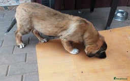Mixed Breed dogs for adoption: Meet Little BEAR, a Lovely but naughty Boy... - Image 5