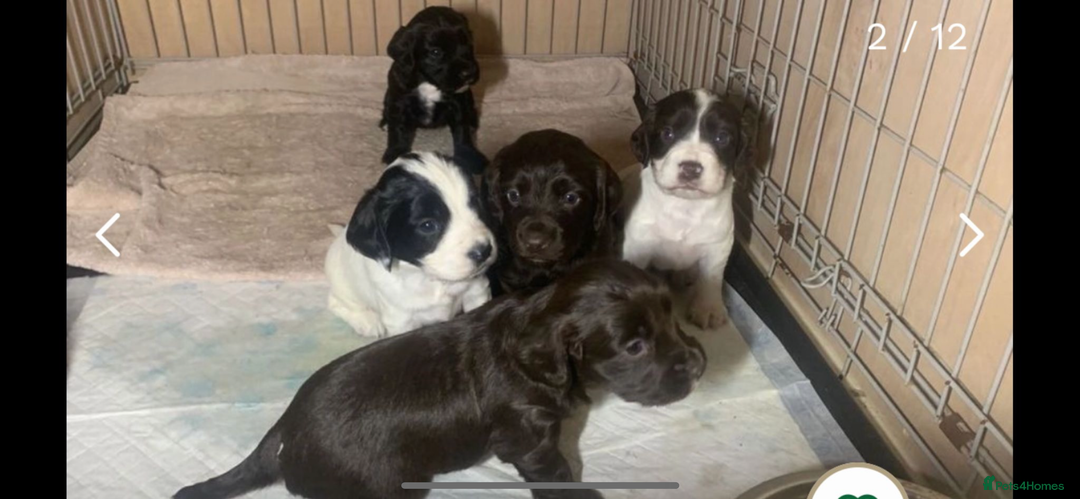 Cocker Spaniel dogs for stud: cocker spaniel for stud in Hailsham - Advert 8