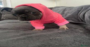French Bulldog dogs in Sheffield - Advert 14