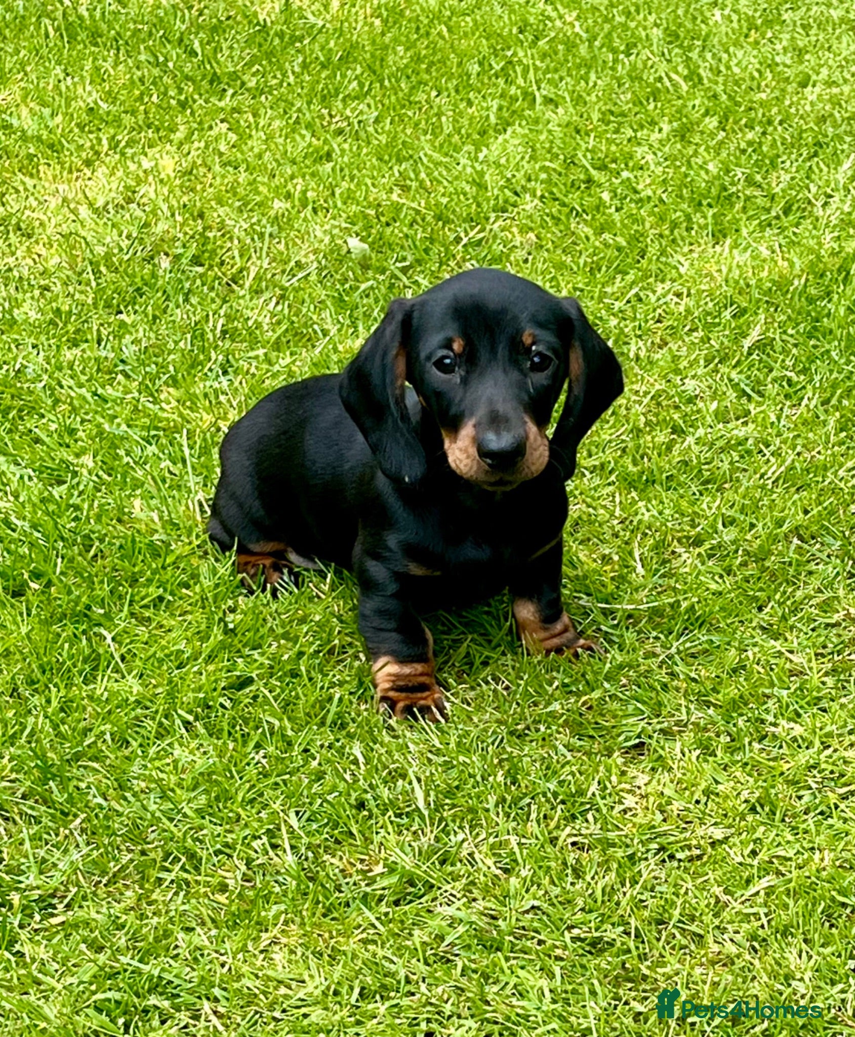 Dachshund dogs Beautiful Miniature Dachshund Puppies  - Advert 6
