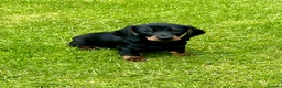 Dachshund dogs for sale: Beautiful Miniature Dachshund Puppies  - Advert 13
