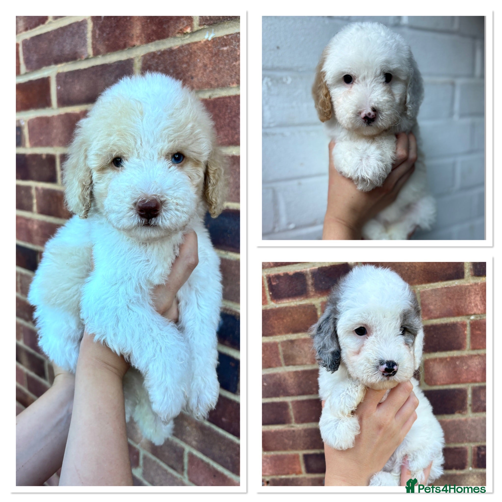 Cavapoo dogs Stunning extensively health tested cavapoo pups - Advert 6