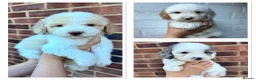 Cavapoo dogs for sale: Ready Now extensively health tested cavapoo - Advert 1