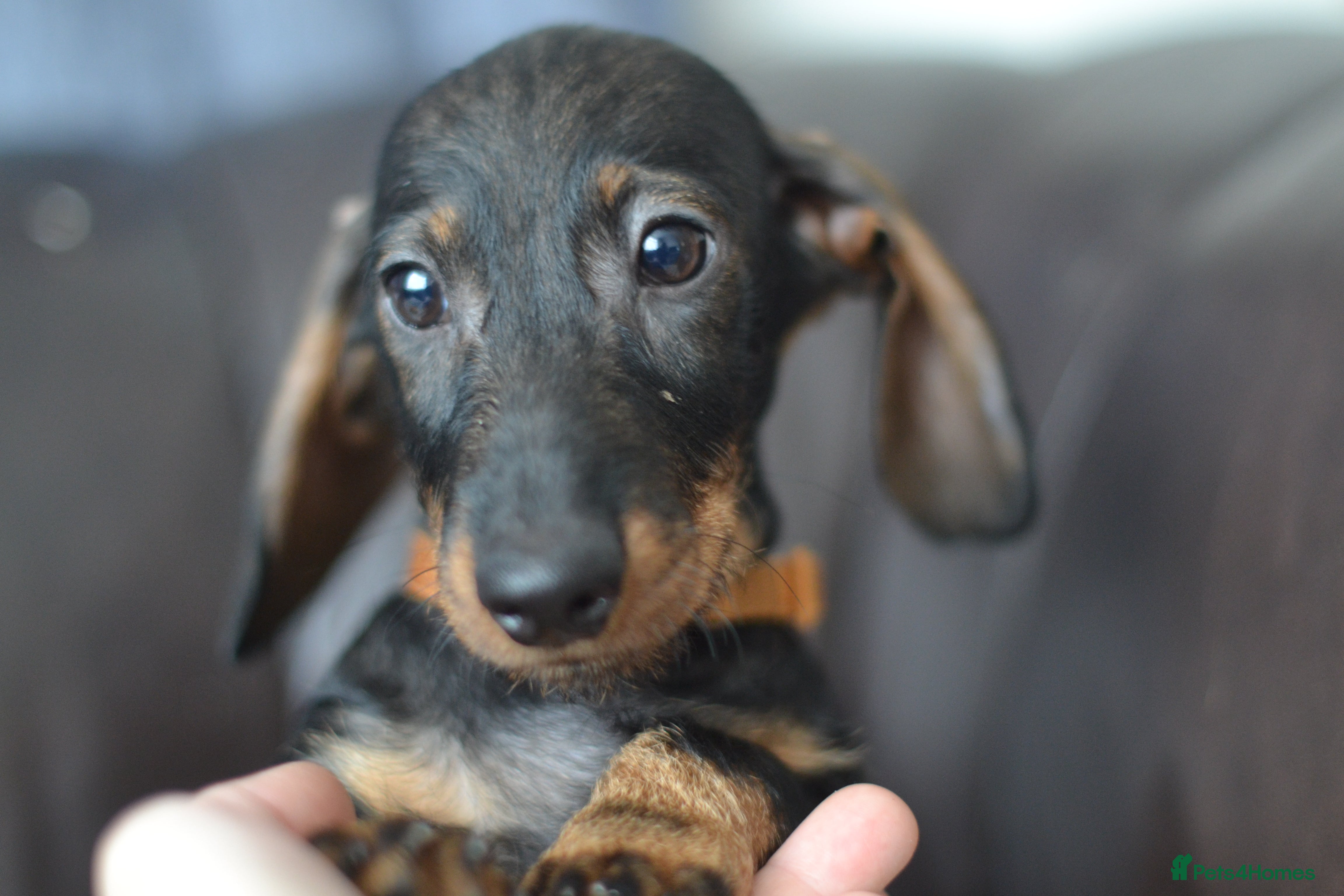 Miniature Dachshund dogs KC Reg Miniature Dachshund Wire Haired Boy - Advert 9