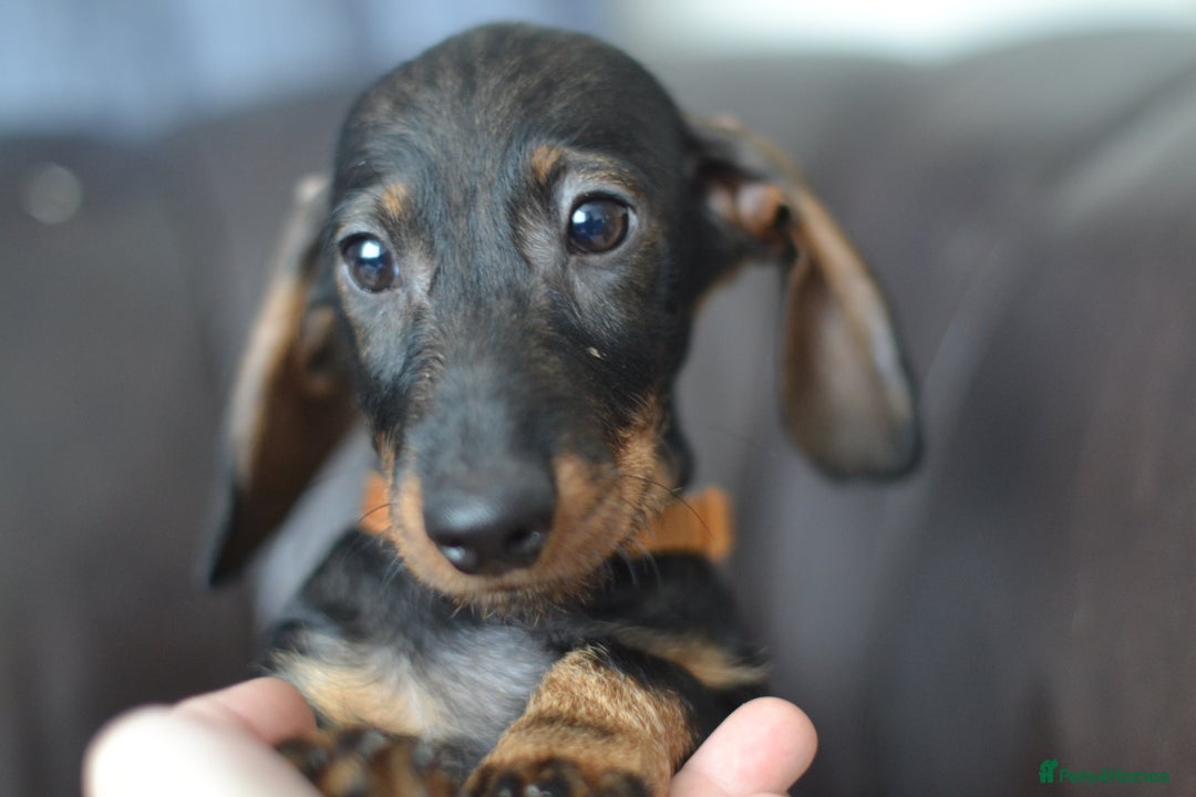 Miniature Dachshund dogs for sale: KC Reg Miniature Dachshund Wire Haired Boy - Advert 1