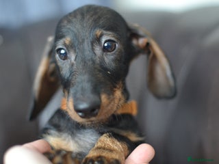 Miniature Dachshund dogs KC Reg Miniature Dachshund Wire Haired Boy - Advert 2