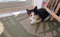 Mixed Breed cats for sale: Mixed Breed Kittens For Sale - Advert 2