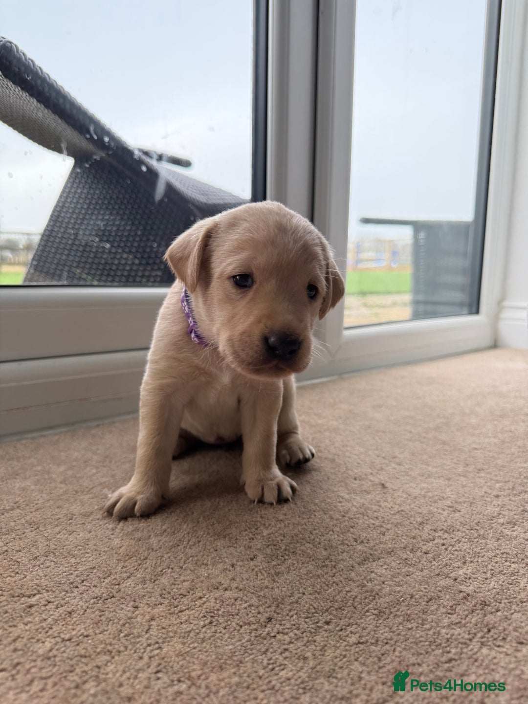 Labrador Retriever dogs for sale: KC registered Labrador Retriever puppies available - Advert 4