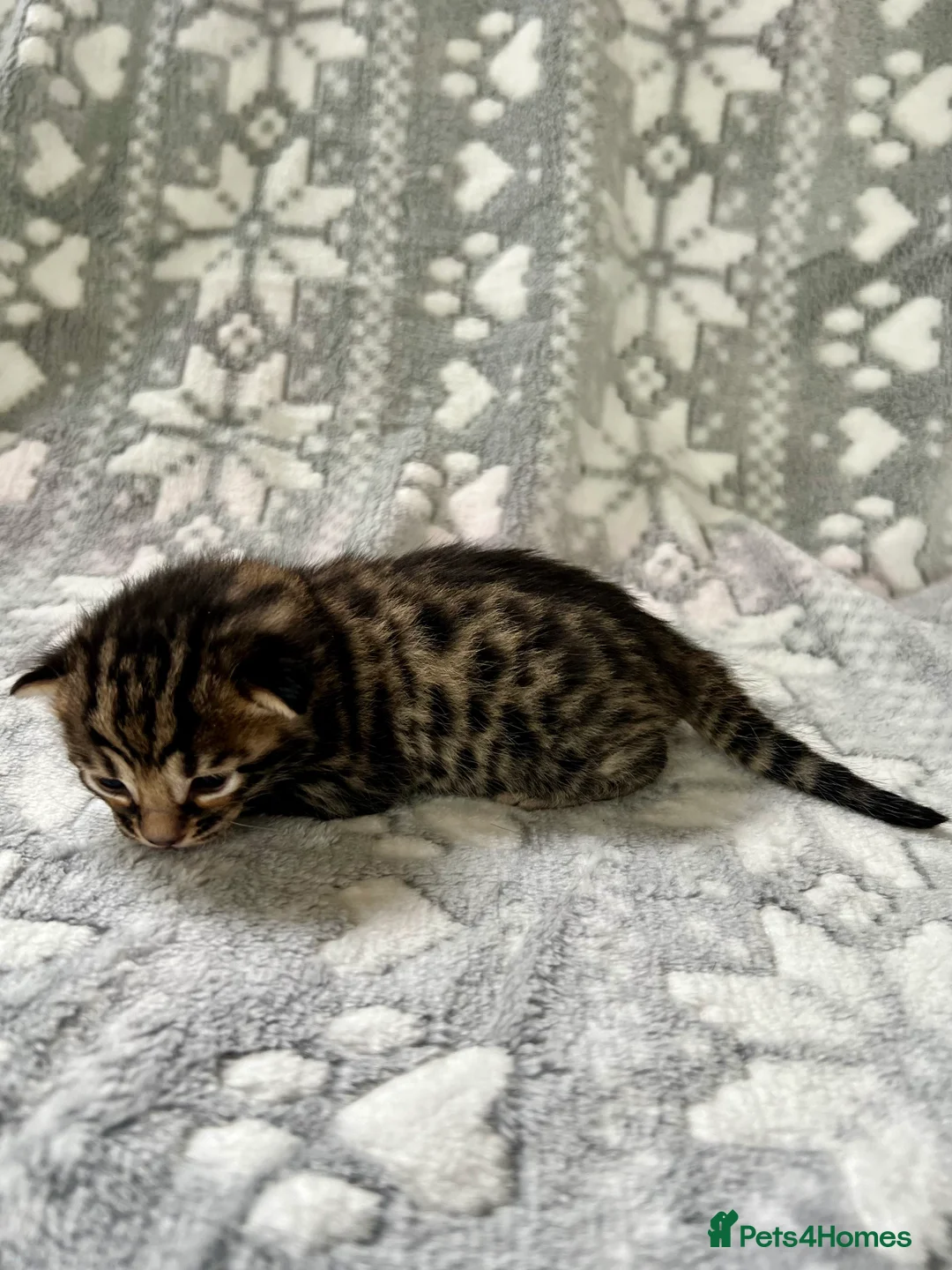 Bengal cats for sale: Top Pedigree Bengal Kittens - Advert 9