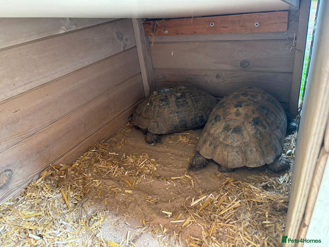 Tortoise reptiles for sale: Two Tortoise for sale - Image 2