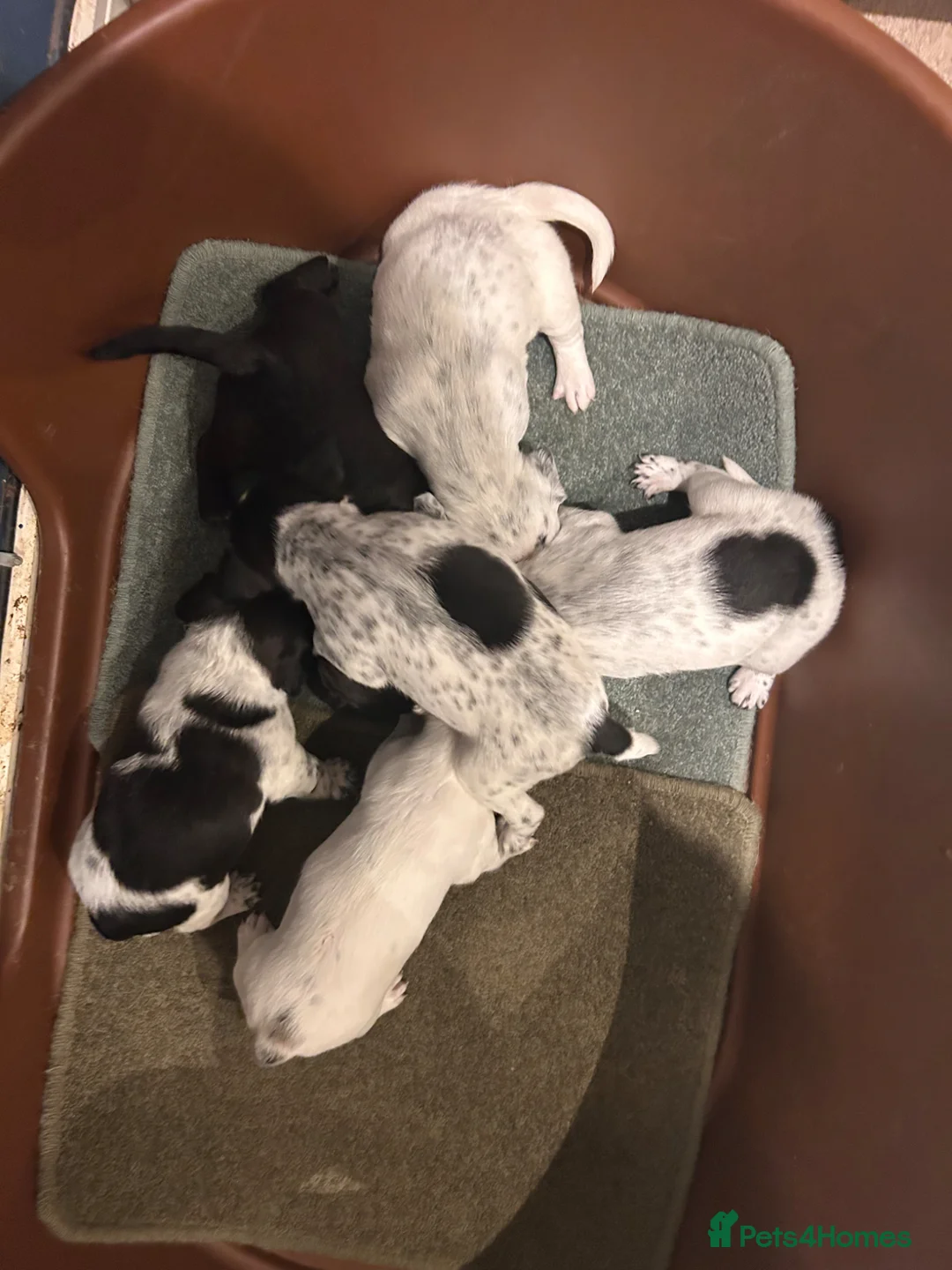 Mixed Breed dogs for sale:  beautiful cocker jack puppies in York - Advert 1