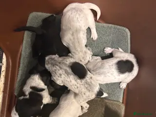 Mixed Breed dogs beautiful cocker jack puppies - Advert 9