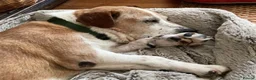 Mixed Breed dogs for adoption: GRANDPA - could you be his hero? - Advert 16