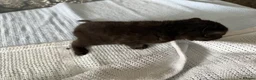Mixed Breed cats for sale: 4 beautiful kittens for sale  - Advert 3