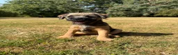 Border Terrier dogs for sale: KC Border Terriers  in Doncaster - Advert 7