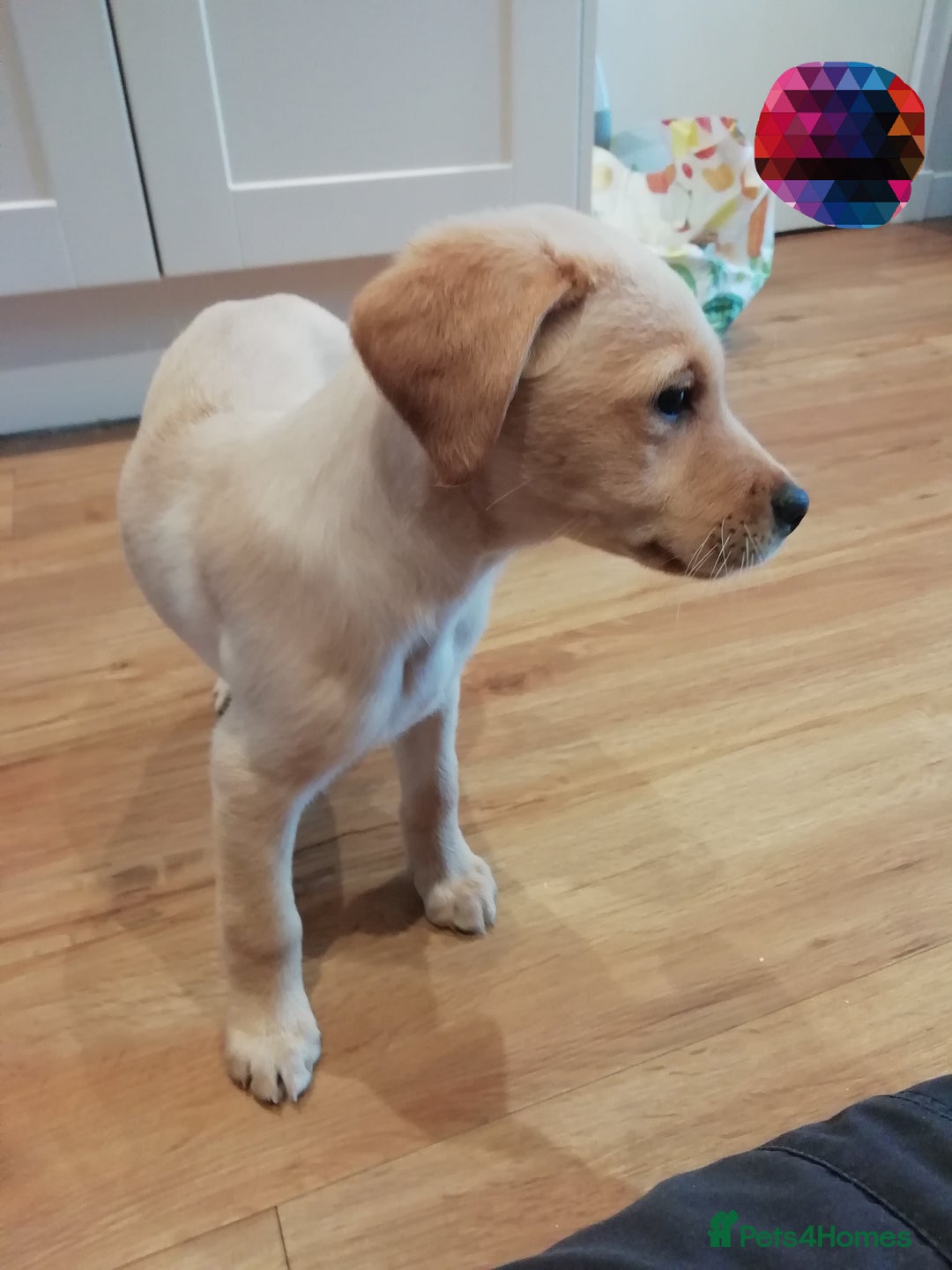 Labrador Retriever dogs for sale: Gorgeous KC Registered Labrador Pups - Advert 2