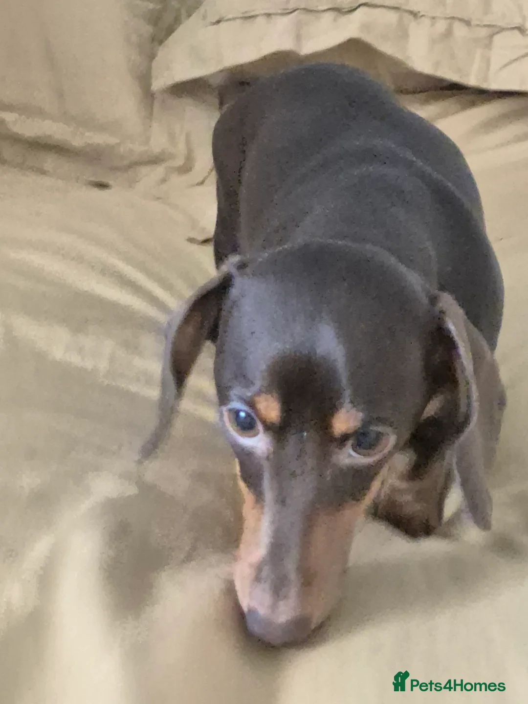 Miniature Dachshund dogs for sale: Miniture dachshund smooth hair puppies  - Advert 13