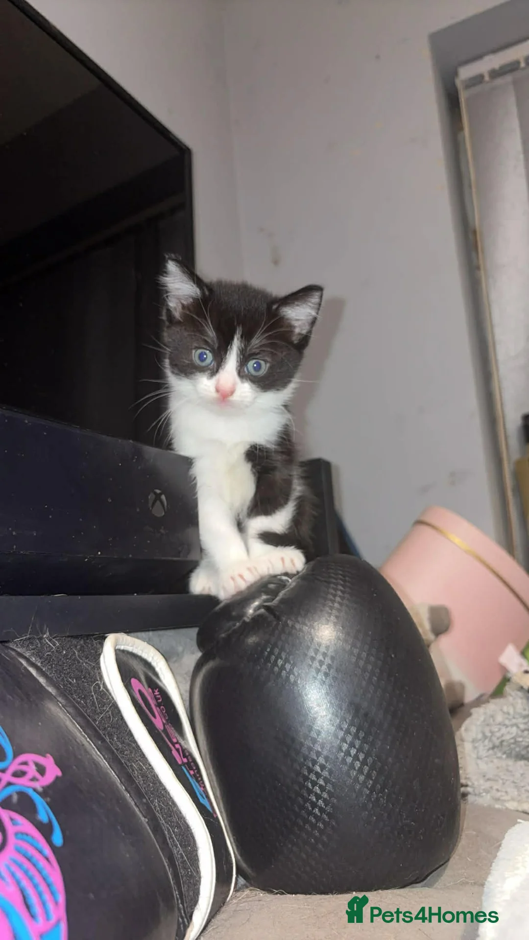 Mixed Breed cats for sale: Beautiful female kitten - last one - Advert 1