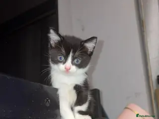 Mixed Breed cats Beautiful female kitten - last one - Advert 4