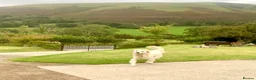 Golden Retriever dogs for sale: Exceptional Golden retriever litter - Advert 15