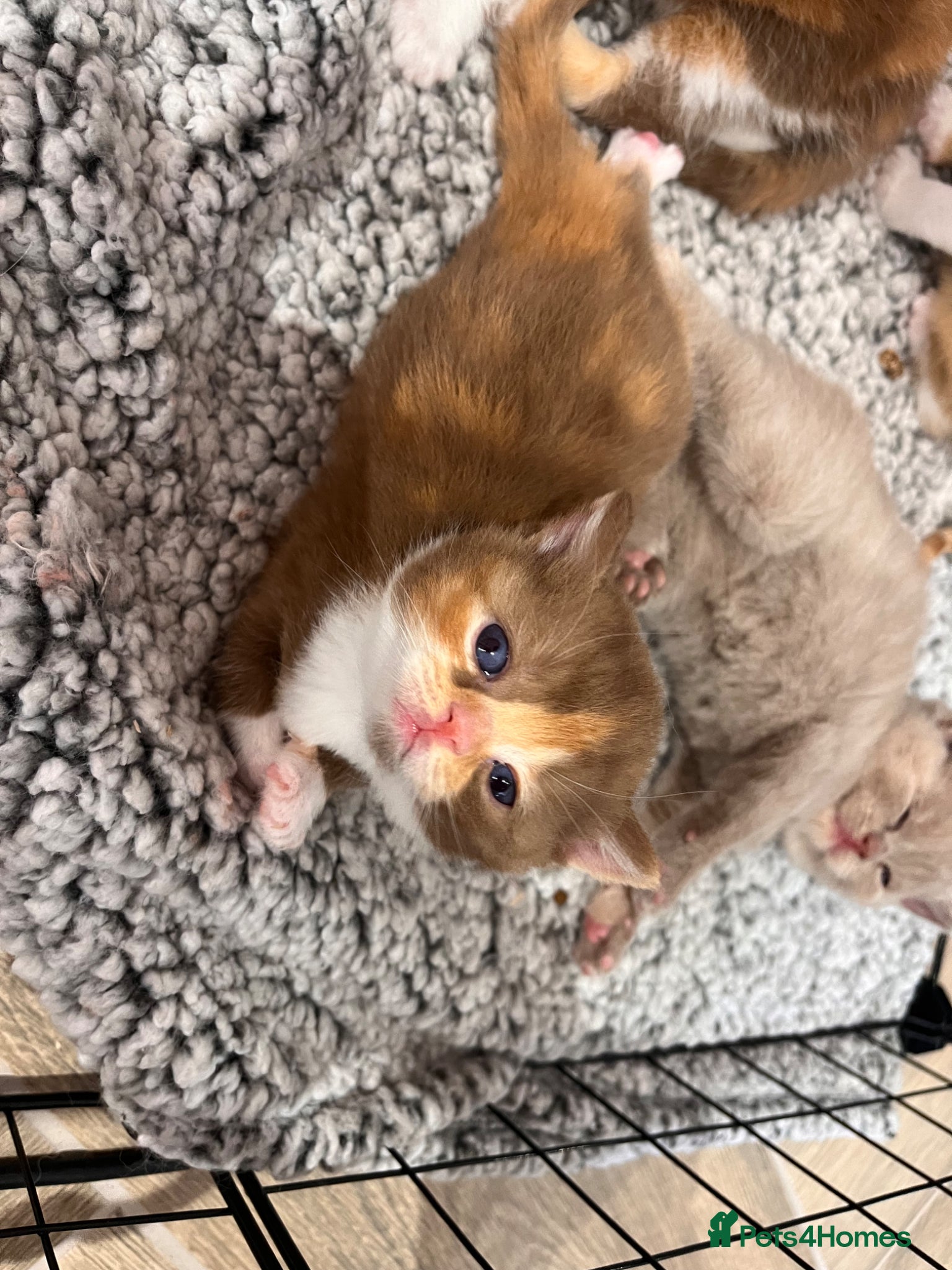British Shorthair cats for sale: 🏆Gccf Cinnamon tortie Fawn Red bi colour 🏆 - Advert 20