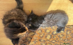 British Longhair cats for sale: Ready To Go This Weekend! 3 Sweet Little Kittens - Image 17