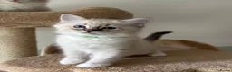 Ragdoll cats for sale: Five Little Kittens are Waiting for YOU - Advert 2