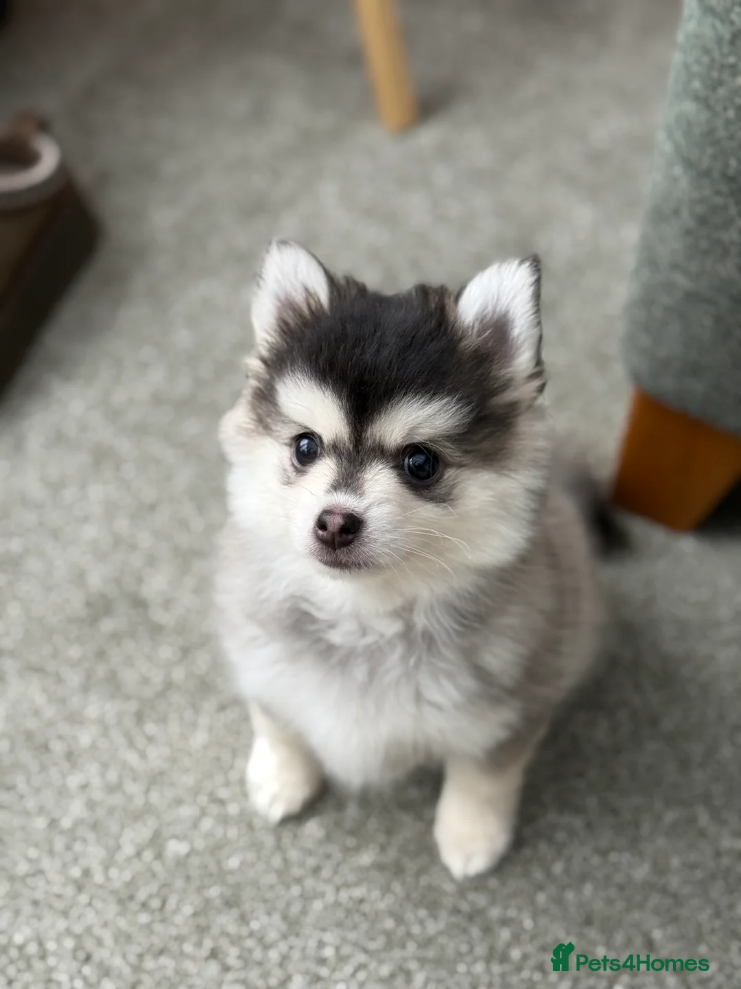 Pomsky dogs for sale: F3 Pomsky Puppies - ready now :)  - Advert 6