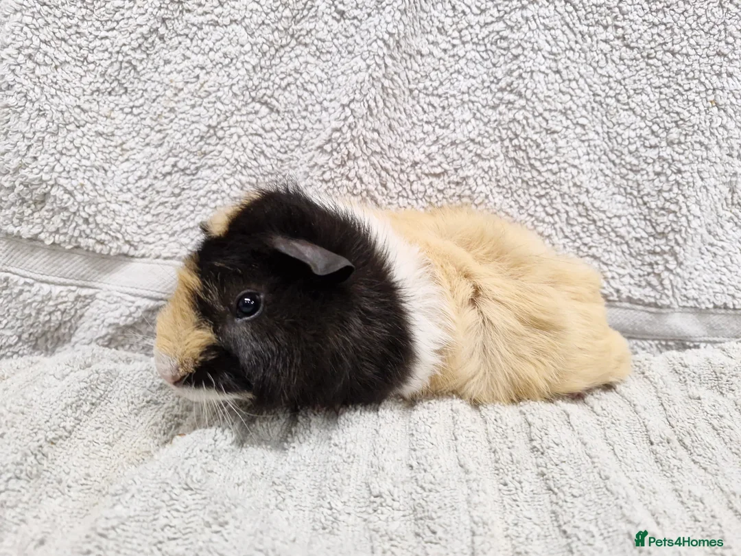 Guinea Pig rodents for sale: Male baby guinea pigs - Ready to leave   - Advert 5