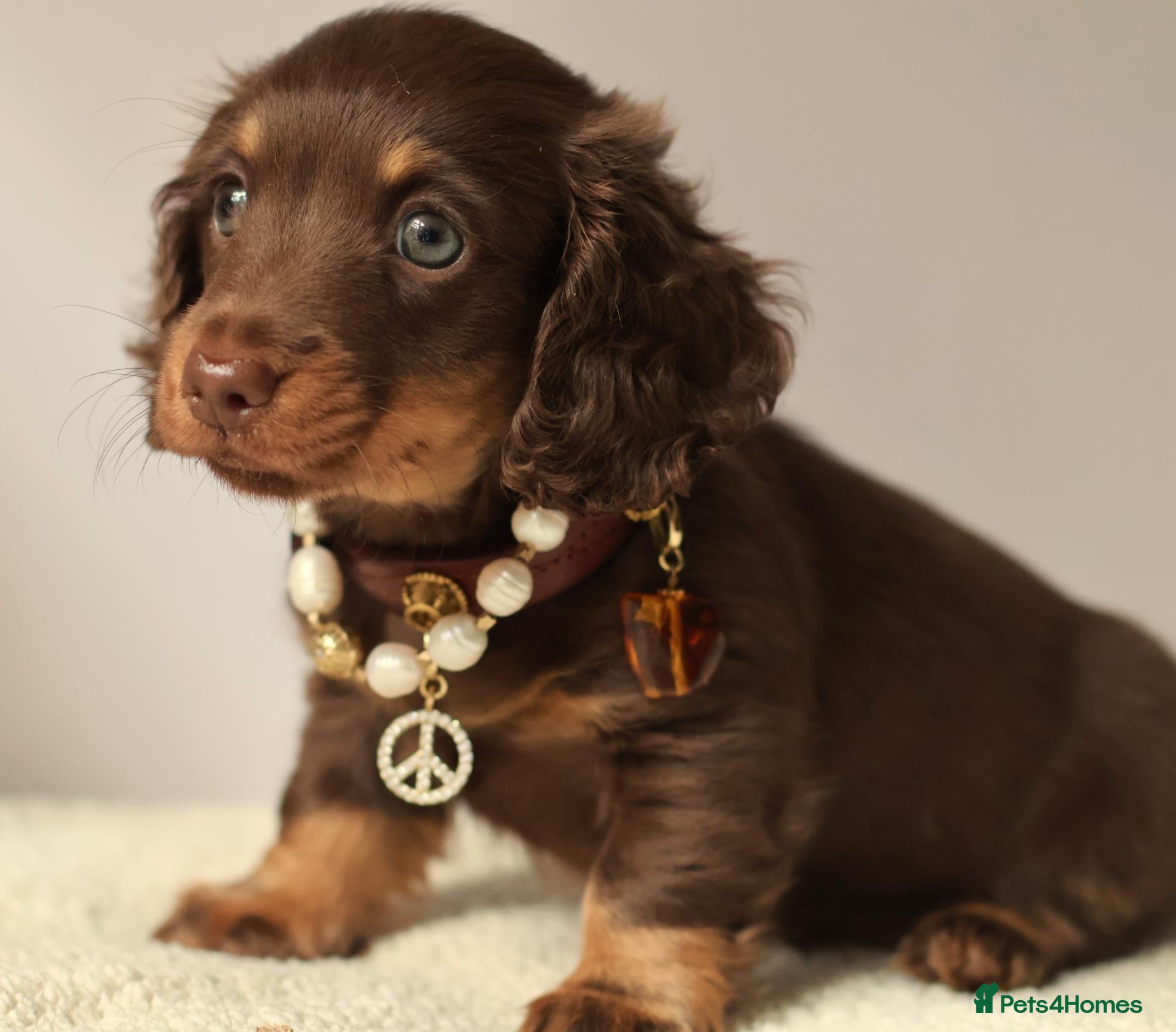 Miniature Dachshund dogs 5*Licensed Holistic +Kc reg+Pra Clear+Vet Checked - Advert 1