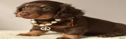 Miniature Dachshund dogs for sale: 5*Licensed Holistic +Kc reg+Pra Clear+Vet Checked - Advert 1