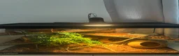 Corn Snake reptiles for sale: 2x corn snakes 1x mourning gecko with full setups - Advert 9