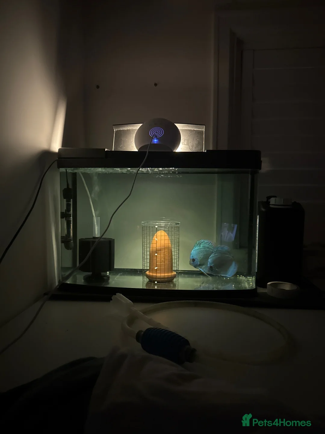 Discus fish for sale: Breeding Pair of Blue Discus - Lay Eggs Regularly in Thames Ditton - Advert 1