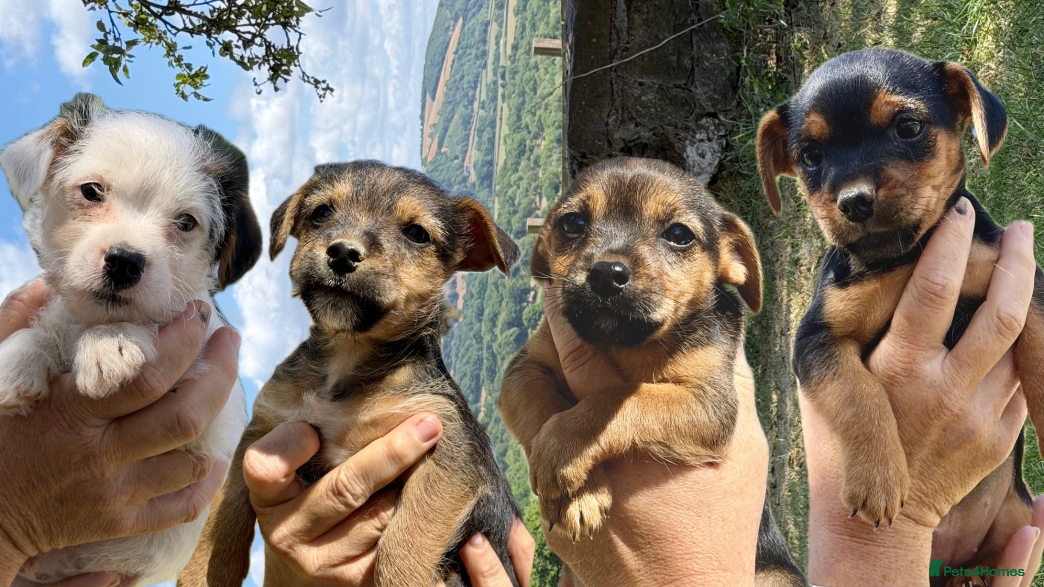 Border Terrier dogs Four Gorgeous Border Terrier-Type Puppies 🐾 - Advert 12
