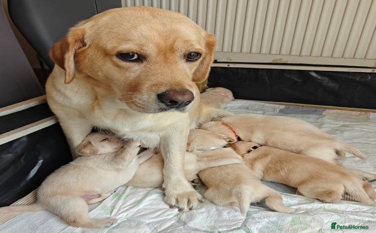 Labrador Retriever dogs - Advert 2