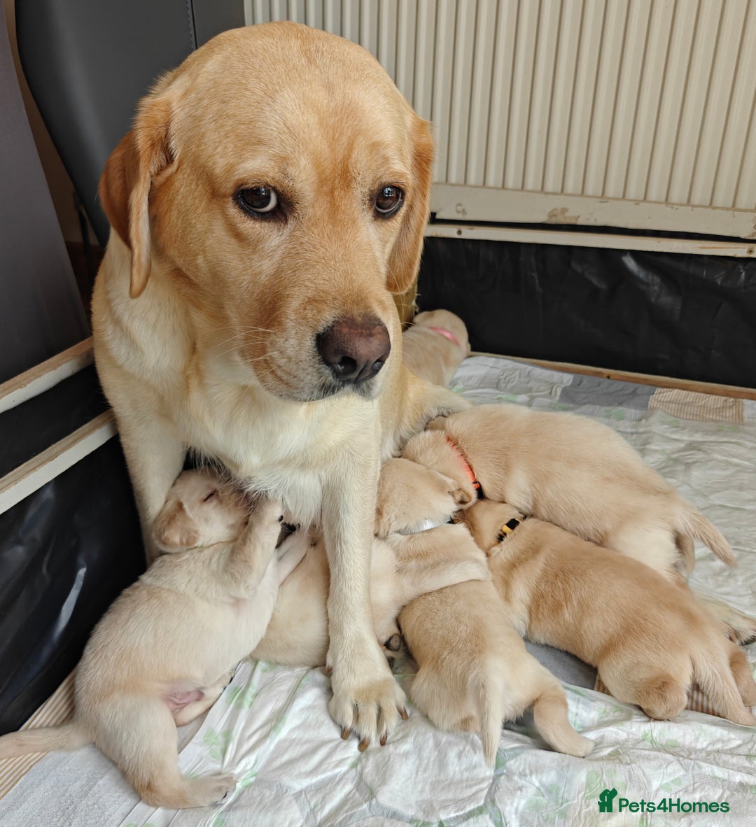 Labrador Retriever dogs for sale: Labrador Retriever Puppies - Image 1