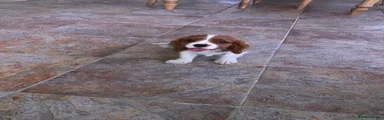 Cavalier King Charles Spaniel Puppy 3