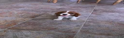 Cavalier King Charles Spaniel dogs for sale: Super KC blenheim pups from health tested parents - Advert 13