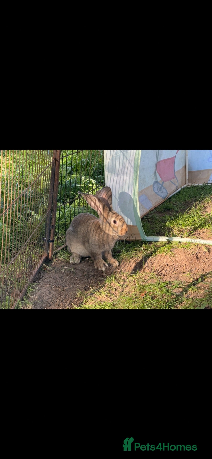 British Giant rabbits Continental Giant Rabbits - Advert 1