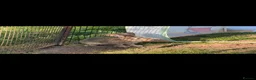 British Giant rabbits for sale: Continental Giant Rabbits - Advert 1