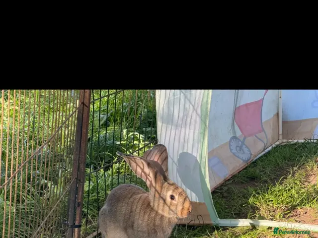 British Giant rabbits for sale: Continental Giant Rabbits - Advert 1