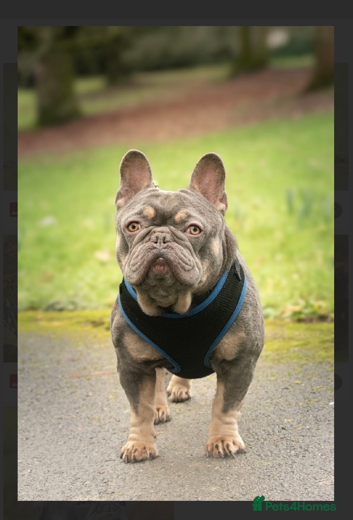 French Bulldog dogs French bulldog STUD - Advert 1